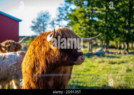 mucca highlander su un campo carino e grande con corna grandi e capelli lunghi. Foto Stock