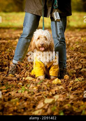 Le gambe femminili con il cane cockapoo si sedettero tra loro in autunno foglie che indossano un cappotto giallo Foto Stock