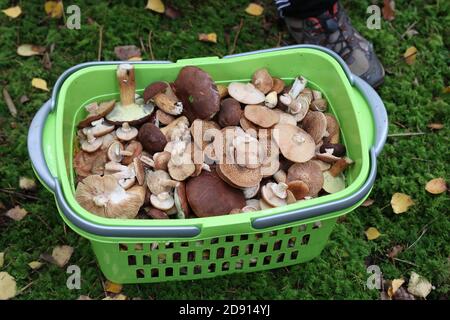 Spazzatura con funghi raccolti nella foresta Foto Stock