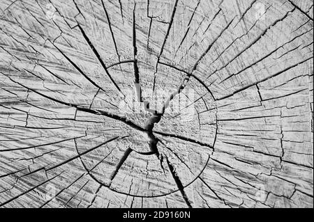 macro foto, sezione trasversale di un tronco, sfondo in legno in bianco e nero Foto Stock