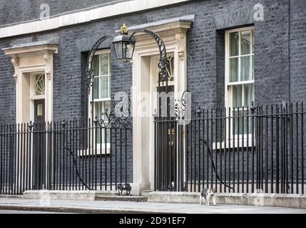 LONDRA, Regno Unito - 19 aprile 2017: Il gatto di nome Larry è il gatto di Downing Street 10 ed è Capo Mouser per il Gabinetto Office. Larry è un tabb marrone e bianco Foto Stock