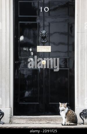 LONDRA, Regno Unito - 19 aprile 2017: Il gatto di nome Larry è il gatto di Downing Street 10 ed è Capo Mouser per il Gabinetto Office. Larry è un tabb marrone e bianco Foto Stock