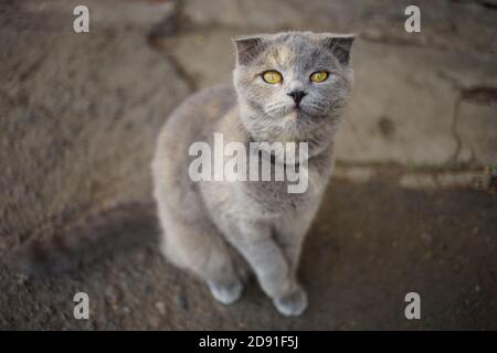 Bel gatto britannico tartaruga seduto sulla strada. Foto Stock