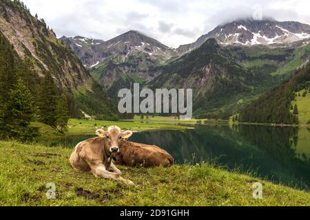 Giovani mucche al pascolo presso il lago di Vilsalpsee nella valle di Tannheim Foto Stock