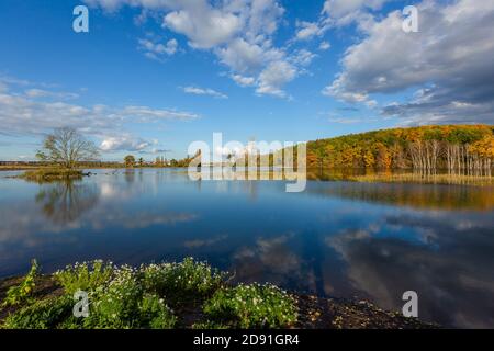 Vista panoramica del colorato paesaggio autunnale con un lago circondato da alberi gialli e arancioni, cielo blu con nuvole bianche, fiori verdi sulla riva. Foto Stock