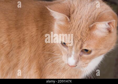 Primo piano ritratto di un gatto europeo dai capelli bianchi-rossi. Foto Stock