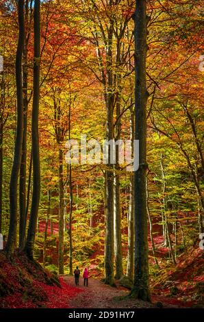 Passeggiate nella foresta in autunno. Persone su un sentiero attraverso i boschi. Foto Stock