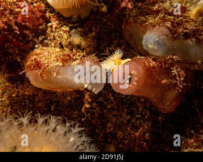 Un closeup immagine di Ascidiacea, comunemente noto come ascidie o scie di mare. Foto delle Isole Meteo, del Mare di Skagerack, della Svezia occidentale Foto Stock