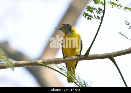 L'uccello giovanile di Oriole sta appigliando su UN albero Foto Stock