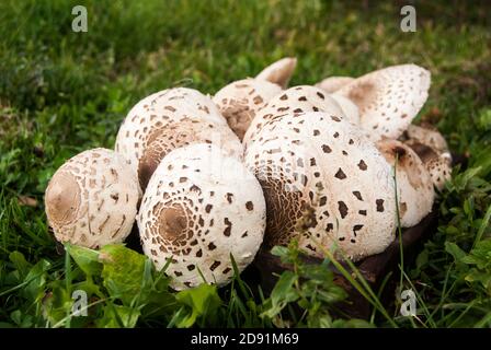 Funghi parasoli Macrolepiota procera ha raccolto closeup come sfondo alimentare Foto Stock