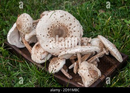 Funghi parasoli Macrolepiota procera ha raccolto closeup come sfondo alimentare Foto Stock