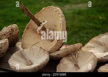 Funghi parasoli Macrolepiota procera ha raccolto closeup come sfondo alimentare Foto Stock