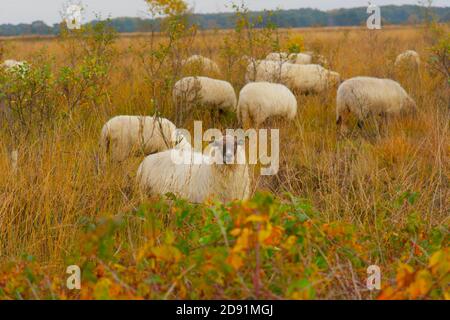 Gregge di pecore che pascolano e che camminano in campo autunnale. Cornice completa, composizione orizzontale. Foto Stock