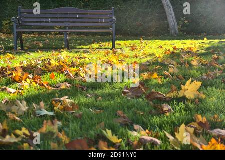 Caduta foglie di autunno accanto panca solo sull'erba in mattina luce del sole. Spazio di copia. Messa a fuoco dello sfondo. Ballinteer, Dublino, Irlanda Foto Stock