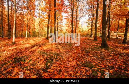 Foglie colorate nella foresta autunnale. Foto Stock