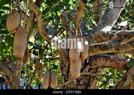 Platycerium superbum e Kigelia africana sul grande albero, verde albicocca specie felce nel parco Foto Stock