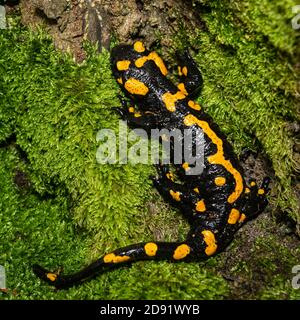 Closeup di una bella salamandra fuoco (Salamandra salamandra) nella foresta, Wachau (Austria) Foto Stock
