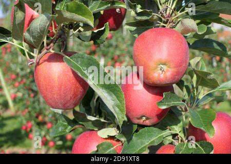 Succosa mele rosse impeccabili sull'albero di un organico piantagione di frutta Foto Stock