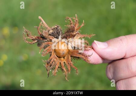 Tenendo una nocciola matura nel guscio naturale a forma di raggio la tua mano Foto Stock