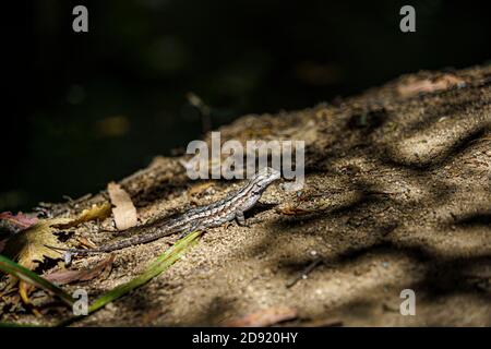 lucertola da recinzione maschile adulta sulla riva del torrente Foto Stock