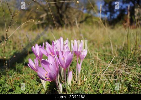 Colchicum autumnale - croccus autunnale Foto Stock