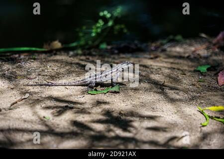 lucertola da recinzione maschile adulta sulla riva del torrente Foto Stock