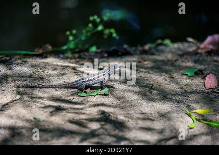 lucertola da recinzione maschile adulta sulla riva del torrente Foto Stock