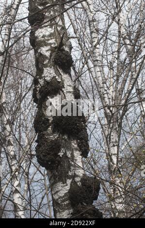 Betulla con un sacco di scottature sul tronco Foto Stock