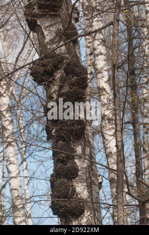 Betulla con un sacco di scottature sul tronco Foto Stock