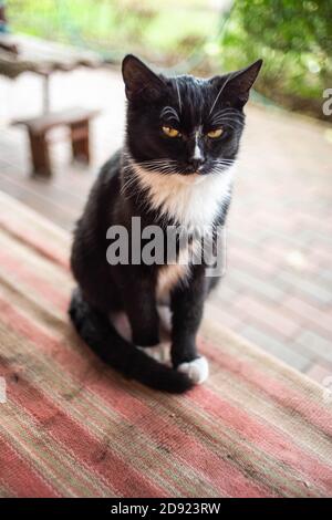 Nero con gatto bianco giovane seduto sulla panchina dentro giardino rurale Foto Stock
