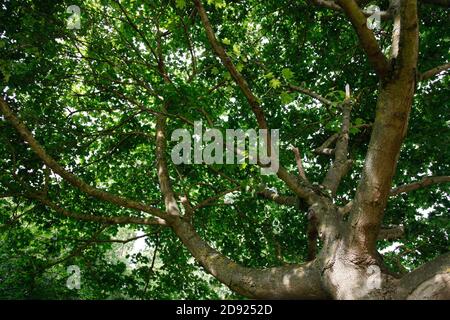 Luce del sole che splende attraverso i rami frondosi di un albero di sycamore in tarda primavera Foto Stock