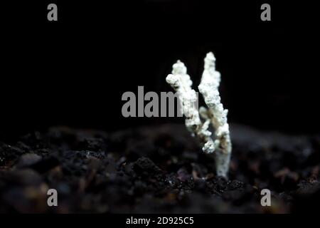 Fungo entomopatogeno (Isaria farinosus) che cresce su una pupa di falma Foto Stock