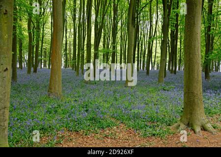 Tappeto spesso di bluebells che copre il terreno in un legno Foto Stock