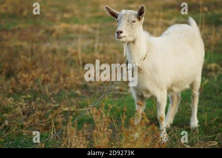 Capra bianca su un guinzaglio in un prato d'autunno Foto Stock