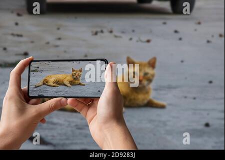 Uomo che tiene il telefono e scatta foto delle bugie rosse del gatto su una strada Foto Stock