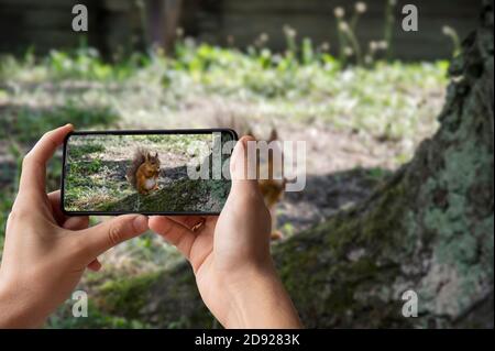 Uomo che tiene il telefono e scatta foto di rosso scoiattolo mangia nel parco Foto Stock