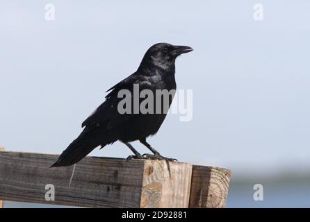 Fish Crow (Corvus ossifragus) adulto arroccato sulla recinzione Sanibel Island, Florida Febbraio Foto Stock