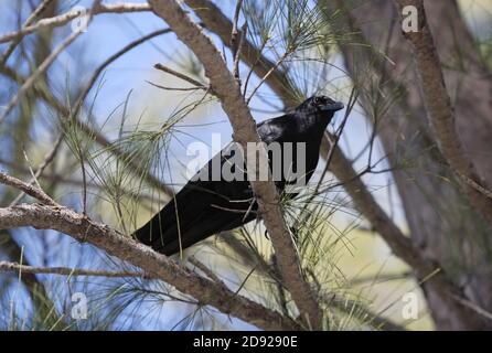 Fish Crow (Corvus ossifragus) adulto arroccato sull'albero di Sanibel Island, Florida Febbraio Foto Stock