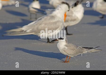 Forster's Tern (Sterna forsteri) adulto molting in allevamento piumaggio sulla spiaggia con Royal Terns Sanibel Island, Florida Febbraio Foto Stock