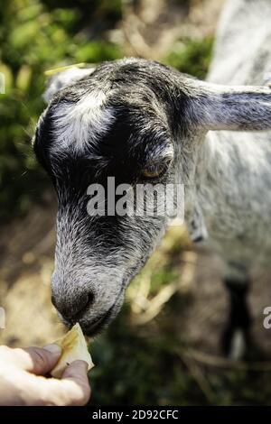 Pecore in stalla gli animali della fattoria, della natura e della cattività, explotacion Foto Stock