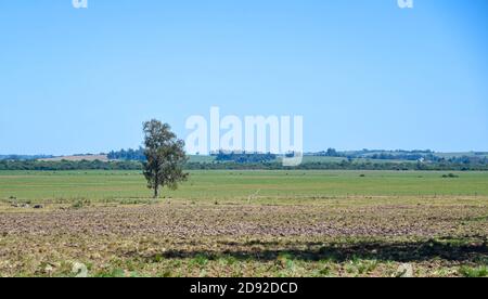 Paesaggio rurale. Campi di Rio Grande do sul in Brasile. Vasta area di allevamento del bestiame. Pampa Biome. Area dell'azienda agricola. Area non urbana. Agricoltura e livesso Foto Stock