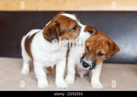 Due simpatici cuccioli Jack Russell Terrier su sfondo beige-marrone. Un cucciolo sussurra nell'orecchio un segreto ad un altro cucciolo. Bacio nell'orecchio. Amicizia Foto Stock