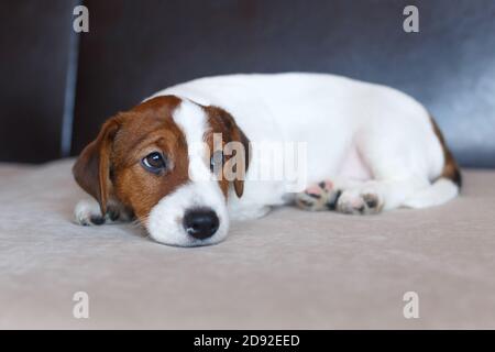 Puppy Jack Russell Terrier è sdraiato sul divano e sta guardando la macchina fotografica. Un triste cucciolo sta aspettando il proprietario. Giorno del cane. Foto Stock