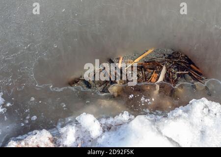 Sbirciare in un lago di prateria canadese che comincia a congelare per l'inverno Foto Stock