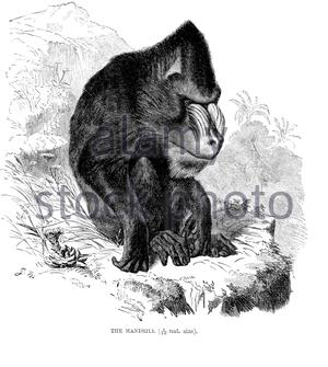 Mandrill, illustrazione vintage del 1893 Foto Stock