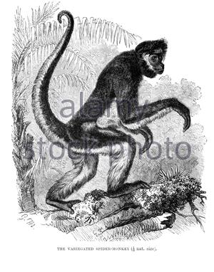 Scimmia dello Spider variegata (Brown Spider Monkey), illustrazione d'epoca del 1893 Foto Stock