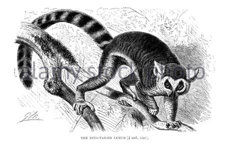 Lemur con coda ad anello, illustrazione vintage del 1893 Foto Stock