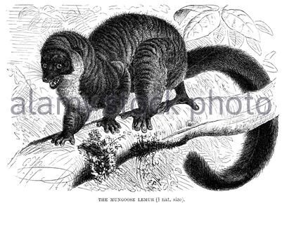 Mongoose Lemur, illustrazione d'annata del 1893 Foto Stock