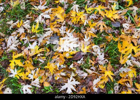 Foglie di autunno gialle con gocce di pioggia su erba verde Foto Stock