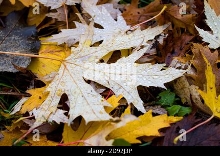 Foglie di autunno gialle con gocce di pioggia su erba verde Foto Stock